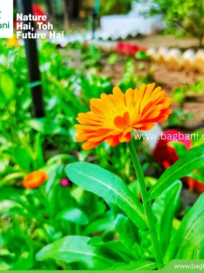 A single Calendula stem, highlighting the simple beauty and vibrant color of the flower.