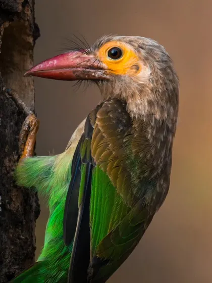A close-up portrait of the Brown-headed Barbet, showing the detail around its eye and beak.
