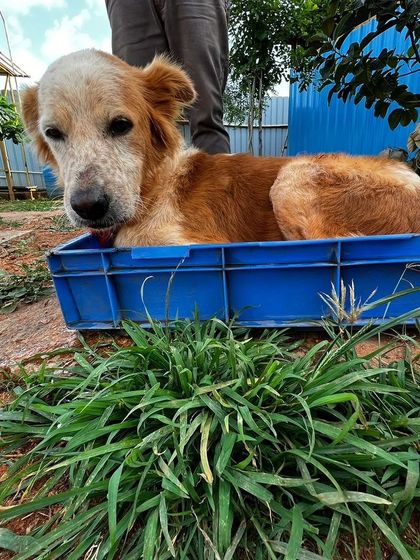 Cupa - Pet Adoption, Fostering & Sponsorship The Golden Years: Our Senior & Special Needs Animals photo 19