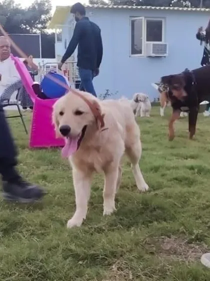 A happy Golden Retriever enjoying the party. Our events are filled with games, laughter, and endless fun for both pets and their parents.