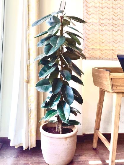 A classic rubber plant in a rustic ceramic pot next to a wooden desk. It's a great companion for a home office, helping to purify the air and create a calming work environment.