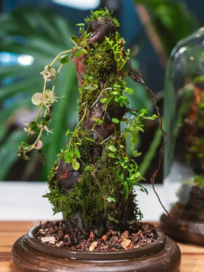 This angle shows the beautiful, organic shape of the moss-covered wood sculpture. It's a piece of nature-inspired home decor that adds a calming, green vibe to any room.