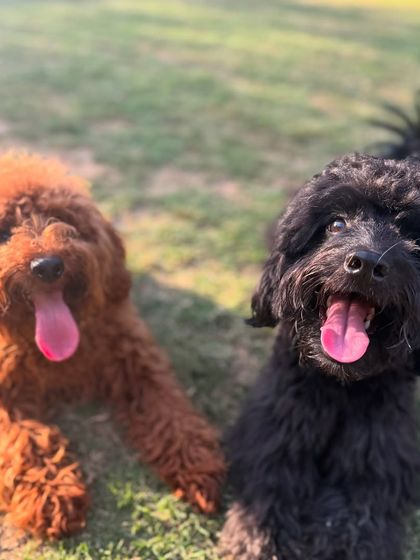 Two happy poodles, Pablo and Kai, relaxing in the sun. Seeing our graduates so content and well-behaved is the ultimate reward for our entire team.
