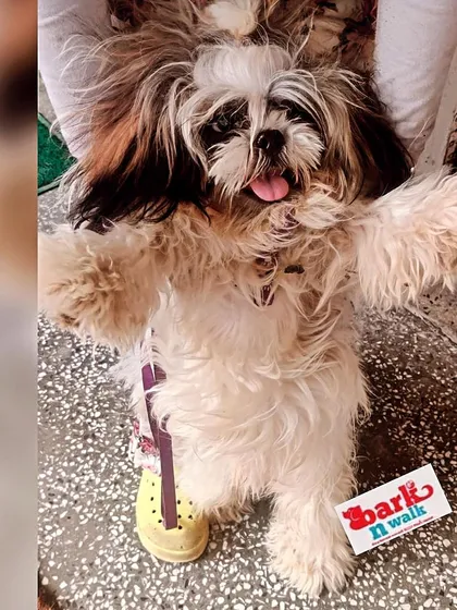 This is the enthusiastic greeting I get from Coco the Shih Tzu every time he comes to stay. It's impossible not to smile when you're surrounded by this much joy. We give every dog, big or small, plenty of one-on-one attention.