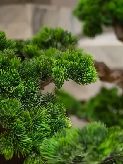 A close-up view of our hyper-realistic faux bonsai foliage. We select only the highest quality materials to ensure every leaf and branch is indistinguishable from its living counterpart, guaranteeing a premium, lasting finish.