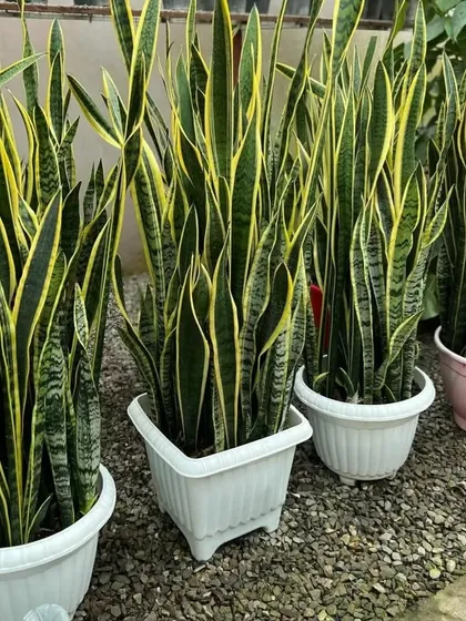 A set of large Snake Plants potted in stylish white planters, perfect for a modern home or office space.