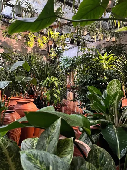 We are weekend-ready with trucks full of new plants. Our studio is overflowing with green, from large floor plants to hanging baskets and rows of terracotta pots.