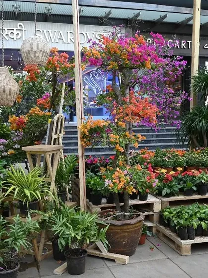 We love creating beautiful photo opportunities at our festival stalls. This display features a stunning Bougainvillea and a mix of foliage plants set against the backdrop of the mall.
