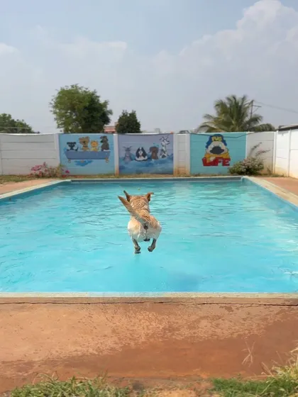 This is what pure joy looks like. We love seeing our furry guests leap into our clean, spacious swimming pool. It’s the perfect way to cool off and have a blast.