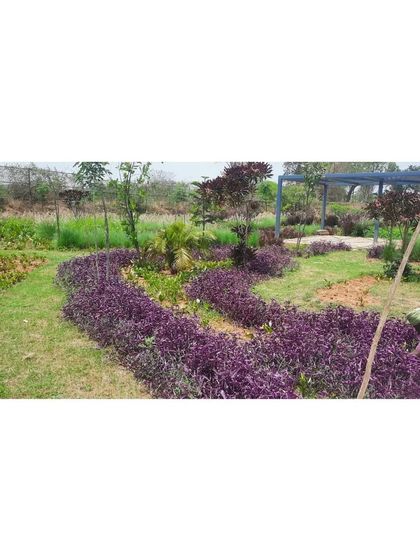 The curving lines of purple tradescantia being planted on site. This work-in-progress shot highlights our use of mass planting to create bold strokes of color and texture.