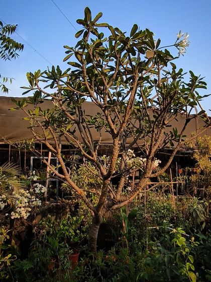 Our Plant Nursery & Collection photo 4