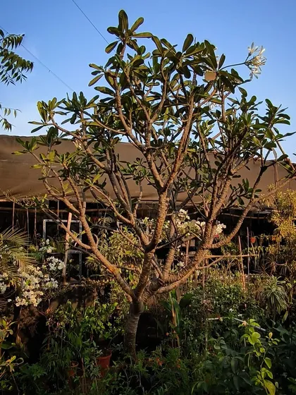A monster Plumeria tree at our nursery, with its distinctive branches reaching for the sun. These trees produce beautifully fragrant flowers and are perfect for sunny gardens.