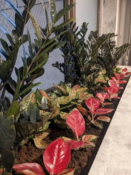 For this indoor arrangement, we created a vibrant display using a combination of plants. The bright red Aglaonema provides a pop of color in the foreground, while the taller, dark green Black ZZ plants add height and depth, all arranged in our custom potting mix.
