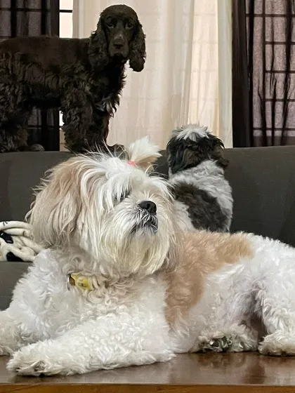 A peaceful moment with the whole crew. Here you can see a Cocker Spaniel and two Shih Tzus lounging together calmly. We ensure a safe and friendly environment for dogs to socialize and make new friends.