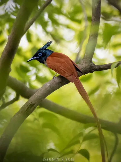 A rufous-morph Indian Paradise Flycatcher, a summer visitor to Delhi-NCR. It's a joy to watch them build their delicate cup-shaped nests.