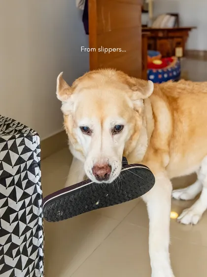 Another slipper offering from Mhysa! Her airplane ears and focused expression are priceless.