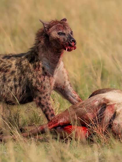 The hyena feasts, and soon, over 50 vultures would descend to clean up the remains. Nothing goes to waste in the savanna.