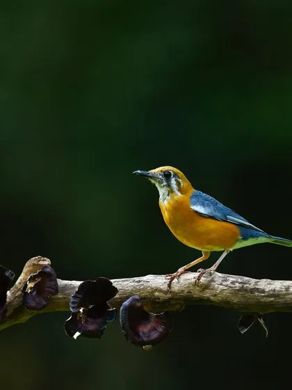 An Orange-headed Thrush on a branch with fungi, the dark, moody background creating an artistic composition.