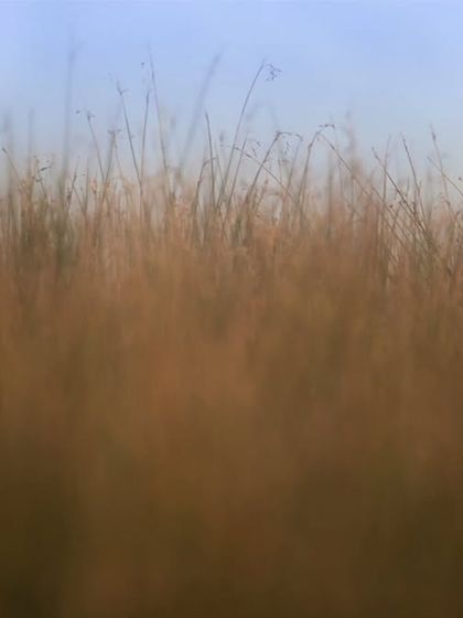 A small bird perches on a blade of grass, almost lost in the vast, wild grasslands of Navi Mumbai. A testament to the hidden beauty beyond the concrete.