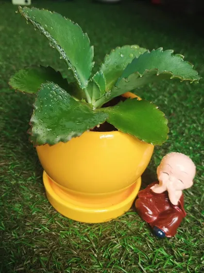 A simple plant can become a thoughtful gift with the right accessory. Here, a small Kalanchoe plant in a bright yellow pot is paired with a peaceful monk figurine, creating a lovely and meaningful present.