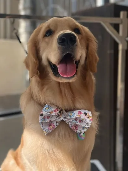 This Golden Retriever is glowing after a de-shedding treatment and bath. For long-coated breeds, it's important to maintain their fur to prevent skin issues. The floral bow-tie is the perfect finishing touch.