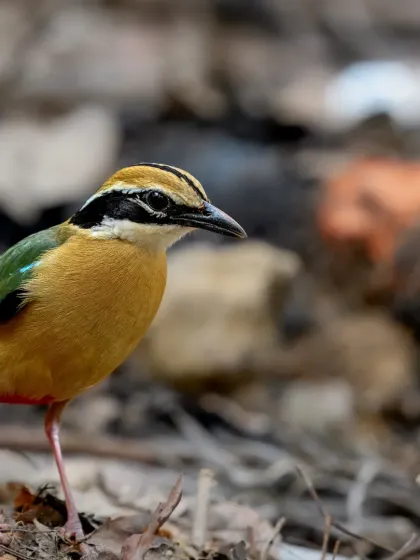 The Indian Pitta on the forest floor, foraging for insects among the leaf litter.