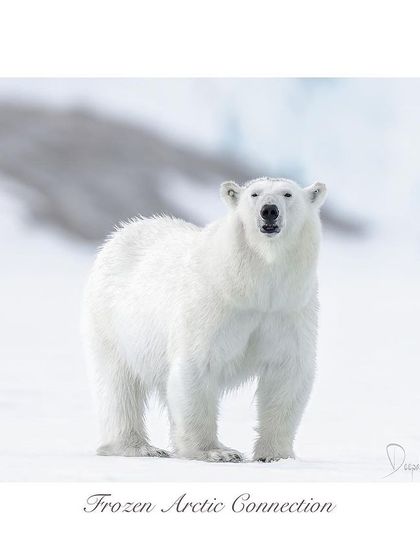 Frozen Arctic Connection. That eye contact is everything. It's a moment where the barriers dissolve, and you feel a real, silent conversation with the wild.