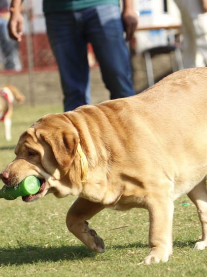 This strong boy is having a great time with his favorite toy. We provide a variety of durable toys for endless fun.