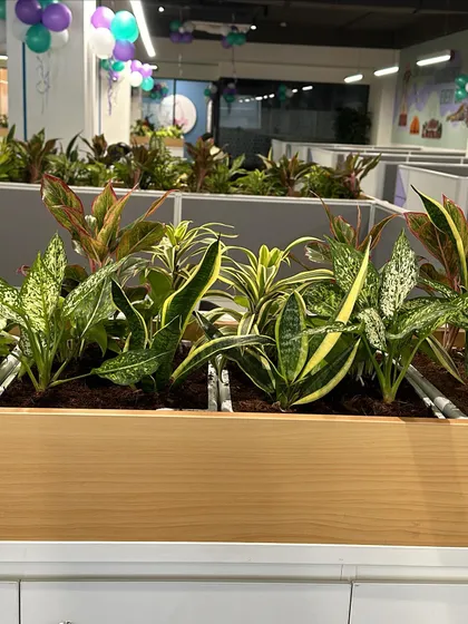 A close-up of the variety of foliage and textures in one of the office planters, featuring different types of Aglaonema and Sansevieria.