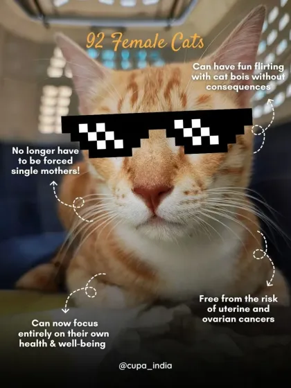 Cupa - Spay/Neuter & Animal Birth Control Our Cat Sterilization Program (TNR) photo 17