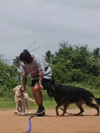 Dog Socialization & Confidence Building