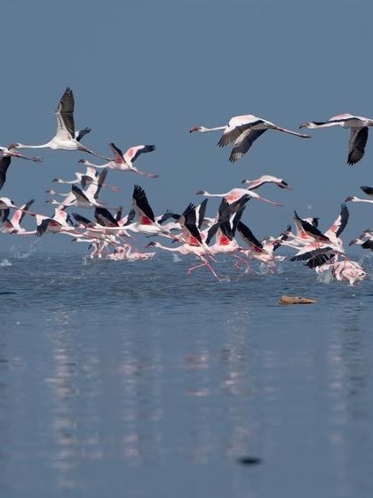 A chaotic yet beautiful scene of a large group of flamingos taking flight together.