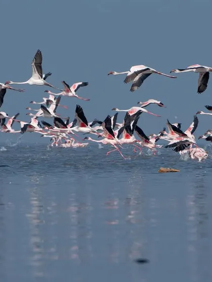 A chaotic yet beautiful scene of a large group of flamingos taking flight together.