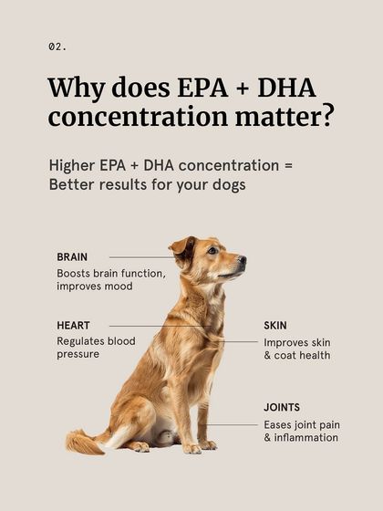 The Pack - Pet Parent Education & Workshops The Healthy Bowl: Canine Nutrition & Recipes photo 24