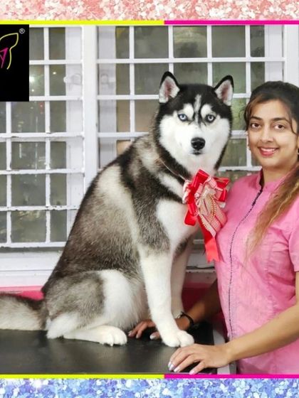 Fuzzy Wuzzy - Pet Grooming & Spa Spaniels, Retrievers & Large Breed Grooming photo 21