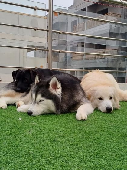 A pack of friends, including a Husky and a Labrador, resting together on the terrace. They enjoy the fresh air and each other's company.