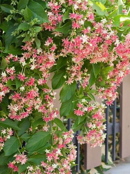 Neo Roots Design - Landscape Design & Execution Garden Styles & Plant Selections photo 4