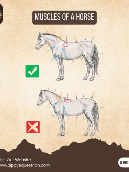 Here we illustrate the key muscle groups of a horse. Understanding which muscles are engaged during work helps riders develop effective training plans that promote healthy and balanced muscle development.