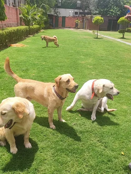 A group of Labradors and a Golden Retriever patiently waiting for instructions. It's a great example of the calm and controlled energy we foster during group activities.