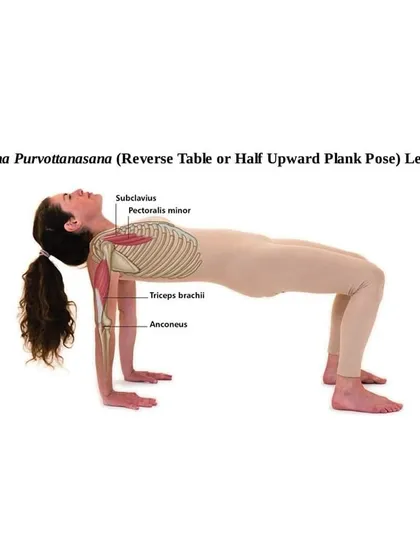 This is the Ardha Purvottanasana, or Reverse Table Top Pose. The anatomical overlay shows how it strengthens the triceps and opens the chest by engaging the pectoralis minor, a great counter-pose for the rounded shoulders of new motherhood.