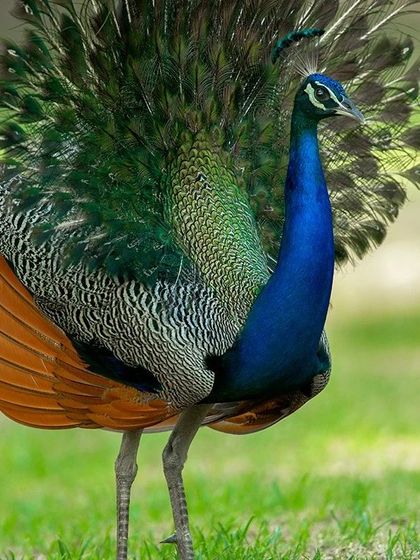 This is a young peacock, still waiting for his time to shine. It takes almost four years for a male to grow his full train of feathers. He is looking forward to the day he can dance and attract females with his own magnificent display.