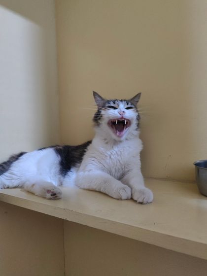 Sammy's Nest - Home Boarding for Small Pets Happy Cats: Our Boarding Guests photo 44