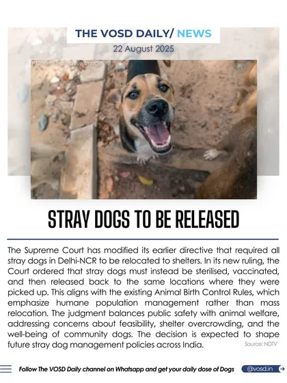 A major victory for animal welfare. The Supreme Court has ruled that stray dogs in Delhi-NCR must be sterilized, vaccinated, and returned to their communities, not relocated to shelters. I track these critical legal developments to keep you informed and ensure humane policies are upheld across India.