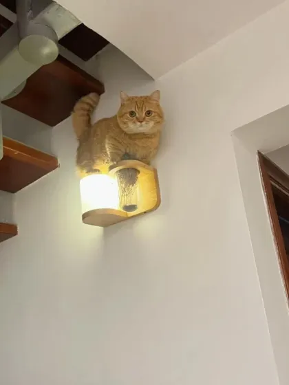 A cat who thinks it's a lamp. We are experts at capturing your pet's funniest and most baffling behaviors for you to remember forever.