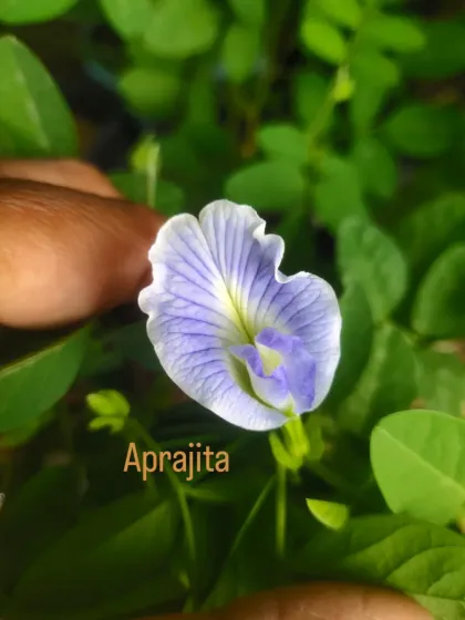 A close-up of the blue Aparajita (Butterfly Pea) flower. I have both single and double petal varieties.
