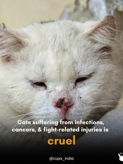 Cupa - Spay/Neuter & Animal Birth Control The Reality of the Streets photo 3