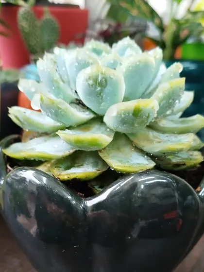 Another angle of the lovely succulent, showing its intricate rosette pattern. These plants are perfect for small spaces like office desks or windowsills.