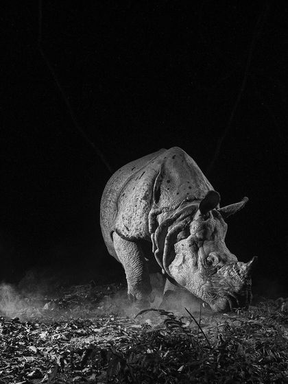 Duplicate of image 41.