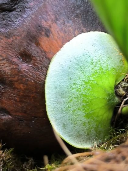 Rare & Collector's Plants photo 45