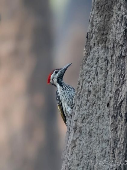 A Black-rumped Flameback woodpecker peeking from behind a tree trunk in Pilibhit.